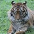 LE PARC DES FELINS NESLES - 4 