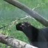 LE PARC DES FELINS NESLES - 4 