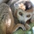 LE PARC DES FELINS NESLES - 4 