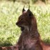 LE PARC DES FELINS NESLES - 4 