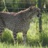 LE PARC DES FELINS NESLES - 4 
