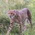 LE PARC DES FELINS NESLES - 4 