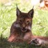 LE PARC DES FELINS NESLES - 4 