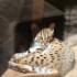 LE PARC DES FELINS NESLES - 4 