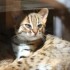 LE PARC DES FELINS NESLES - 4 