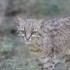 LE PARC DES FELINS NESLES - 4 
