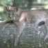 LE PARC DES FELINS NESLES - 4 