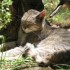 LE PARC DES FELINS NESLES - 4 