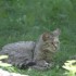 LE PARC DES FELINS NESLES - 4 