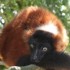 LE PARC DES FELINS NESLES - 4 