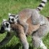 LE PARC DES FELINS NESLES - 4 