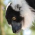 LE PARC DES FELINS NESLES - 4 