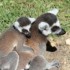 LE PARC DES FELINS NESLES - 4 