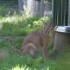 LE PARC DES FELINS NESLES - 4 