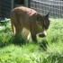 LE PARC DES FELINS NESLES - 4 
