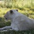 LE PARC DES FELINS NESLES - 4 