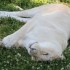 LE PARC DES FELINS NESLES - 4 
