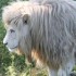 LE PARC DES FELINS NESLES - 4 