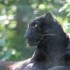 LE PARC DES FELINS NESLES - 4 