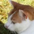 LE PARC DES FELINS NESLES - 4 