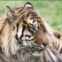 LE PARC DES FELINS NESLES - 4 