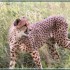 LE PARC DES FELINS NESLES - 4 