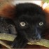 LE PARC DES FELINS NESLES - 4 