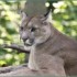 LE PARC DES FELINS NESLES - 4 