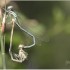 LE PARC DES FELINS NESLES - 4 