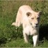 LE PARC DES FELINS NESLES - 4 