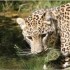 LE PARC DES FELINS NESLES - 4 