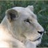 LE PARC DES FELINS NESLES - 4 