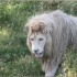 LE PARC DES FELINS NESLES - 4 