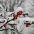 19 DECEMBRE - PARIS SOUS LA NE