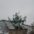 19 DECEMBRE - PARIS SOUS LA NE