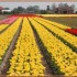 LES PAYS BAS - 28 AVRIL AU 1er