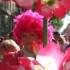 LA MARCHE DE LA FIERTE 2011