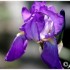LE PERE LACHAISE - 13 MAI 2012