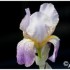 LE PERE LACHAISE - 13 MAI 2012