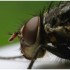 MACROS