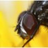 MACROS