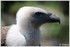 07 JUIN 2015 - PARC ZOOLOGIQUE