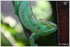 07 JUIN 2015 - PARC ZOOLOGIQUE