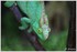 07 JUIN 2015 - PARC ZOOLOGIQUE