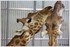 07 JUIN 2015 - PARC ZOOLOGIQUE