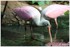07 JUIN 2015 - PARC ZOOLOGIQUE