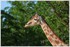 07 JUIN 2015 - PARC ZOOLOGIQUE