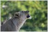 07 JUIN 2015 - PARC ZOOLOGIQUE