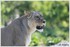 07 JUIN 2015 - PARC ZOOLOGIQUE