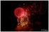 DU 11 JUILLET AU 1ER AOUT 2015